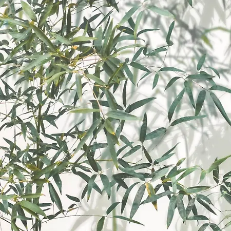 Blue Life Tirabora Short Rent טריאסטה